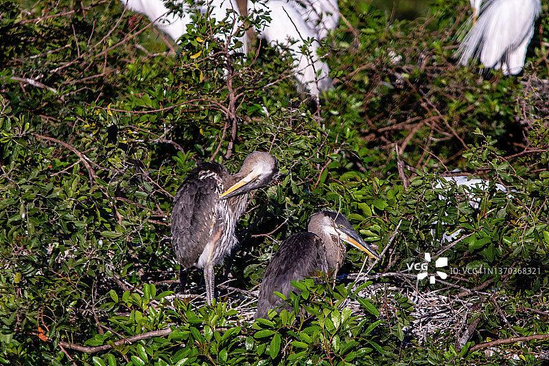 大蓝鹭图片素材