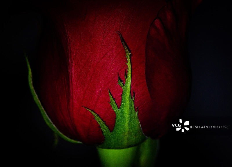 单朵红玫瑰花瓣和萼片的特写图片素材