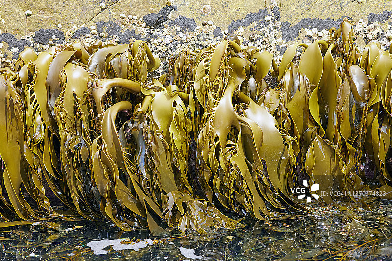 塔斯马尼亚岩石海岸上的淡绿色海藻、海带、藻类图片素材