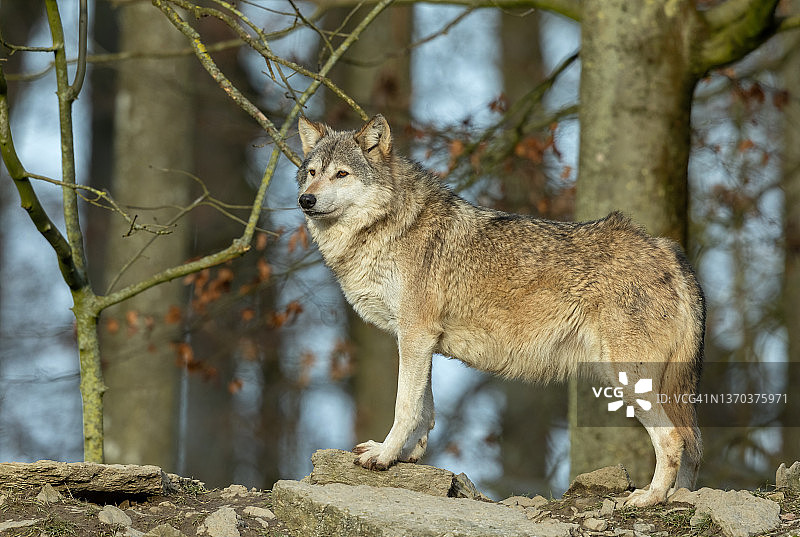 美丽的加拿大灰狼图片素材
