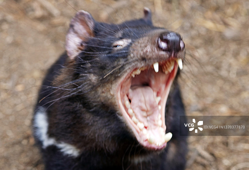 塔斯马尼亚魔鬼图片素材