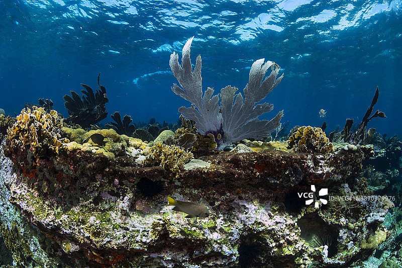 维纳斯海扇图片素材