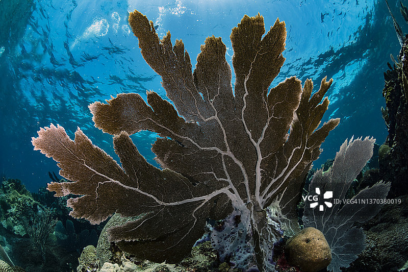 维纳斯海扇图片素材