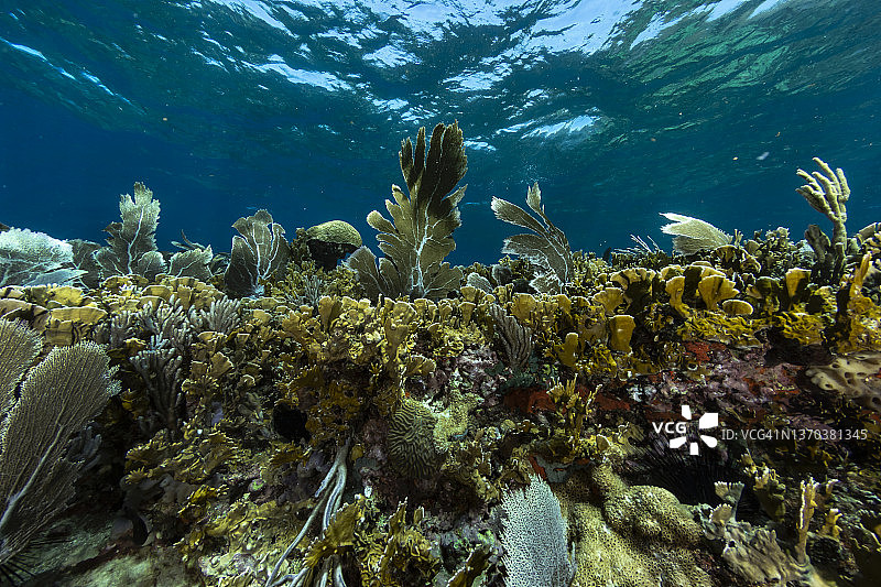 维纳斯海扇图片素材