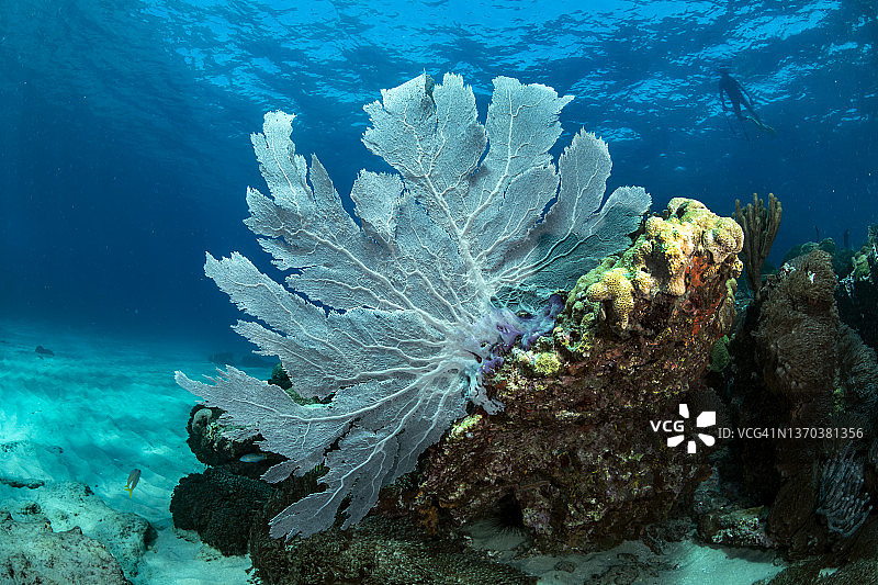 维纳斯海扇图片素材