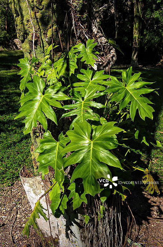 墨西哥金塔纳罗奥州科洪利奇的龟背竹图片素材