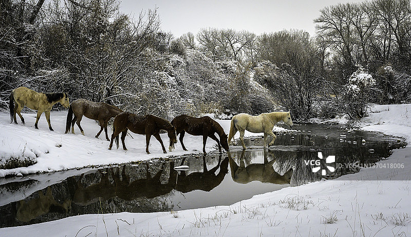冬季怀俄明州小溪边的一群马图片素材
