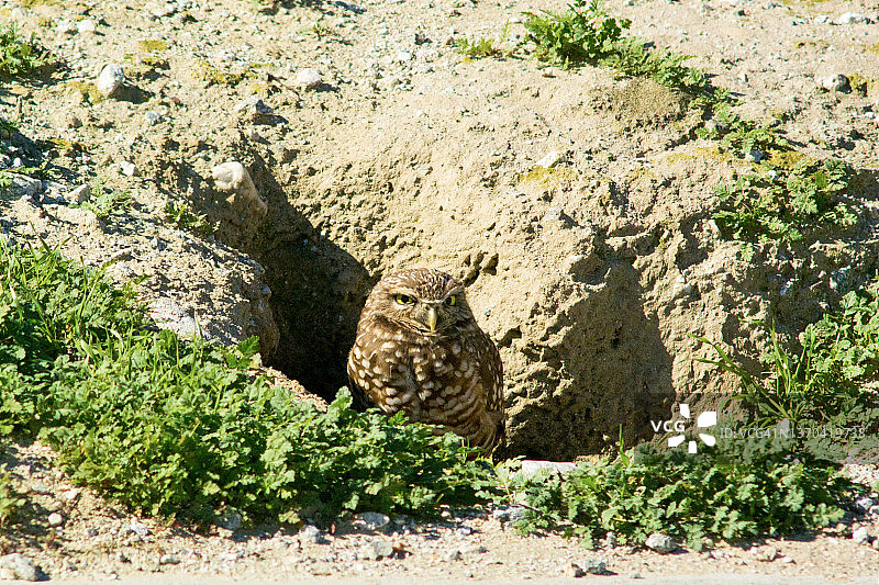 站在洞穴外的穴鸮的中景镜头图片素材
