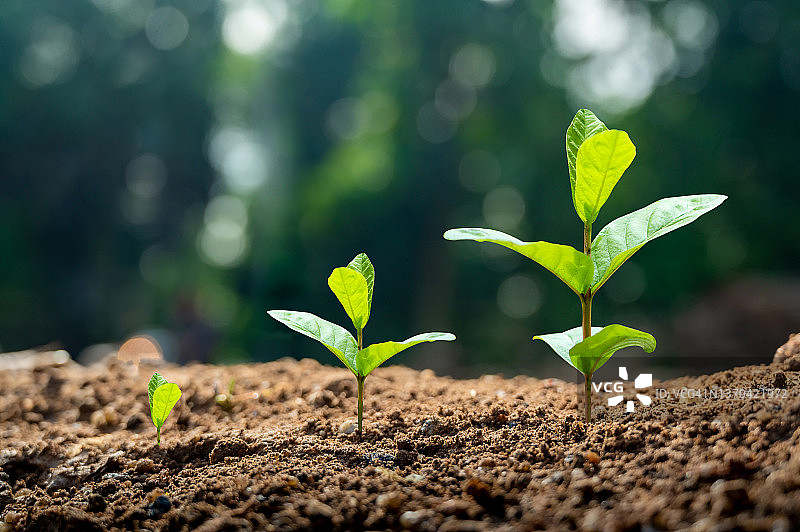 日落时分，男性手部特写种植树苗图片素材