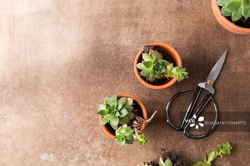 多肉植物移栽：盆栽多肉植物，家庭园艺概念图片素材