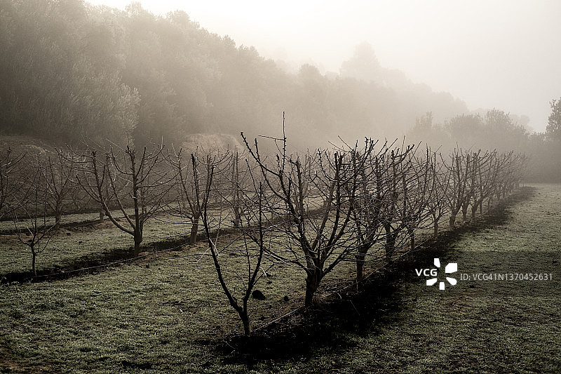 雾蒙蒙的冬日杏树图片素材