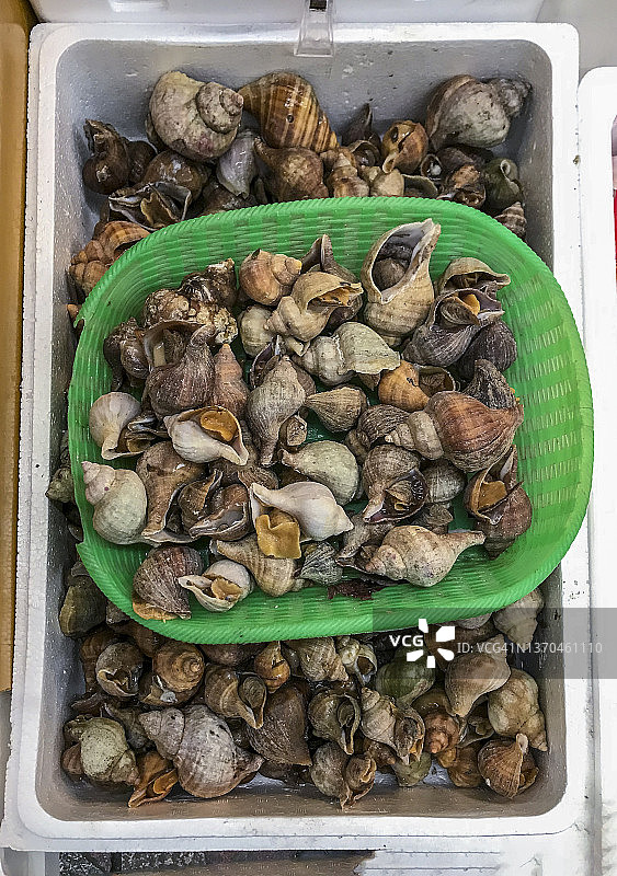 市场上的米登道夫海螺图片素材