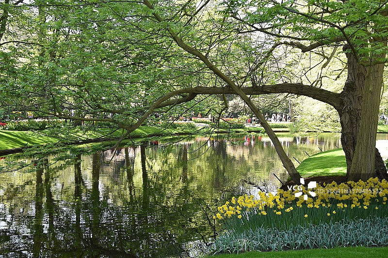 库肯霍夫花园池塘的田园风光图片素材