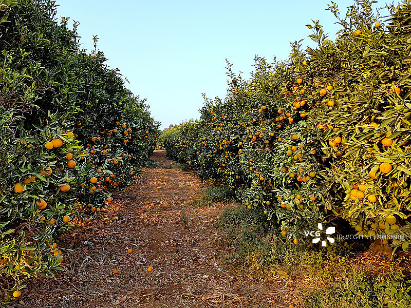 蜜桔橘子果园的递减透视图片素材