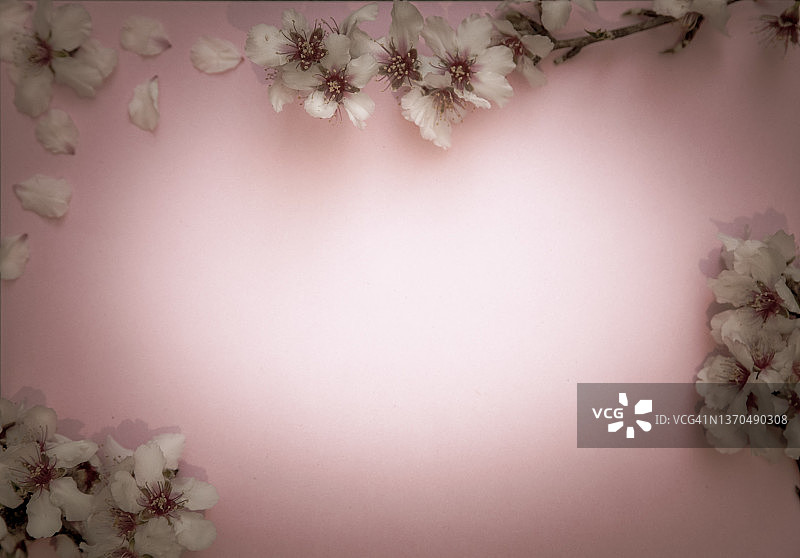 粉色背景上的杏花背景图片素材