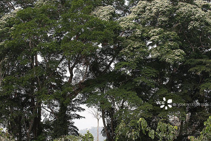 利比里亚，戈巴波卢县的热带雨林图片素材