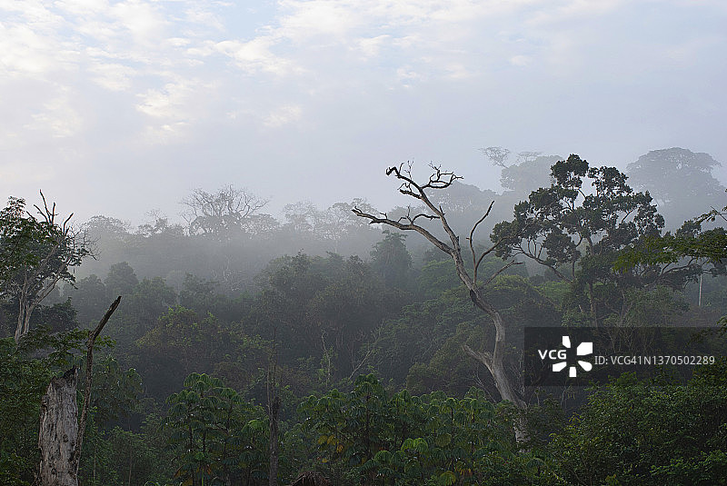 利比里亚，戈巴波卢县的热带雨林图片素材