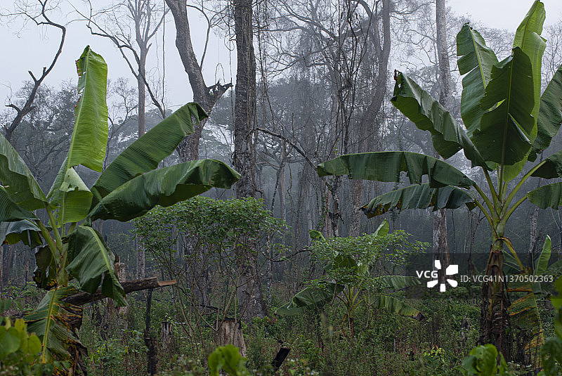 利比里亚热带雨林中生长的香蕉树图片素材