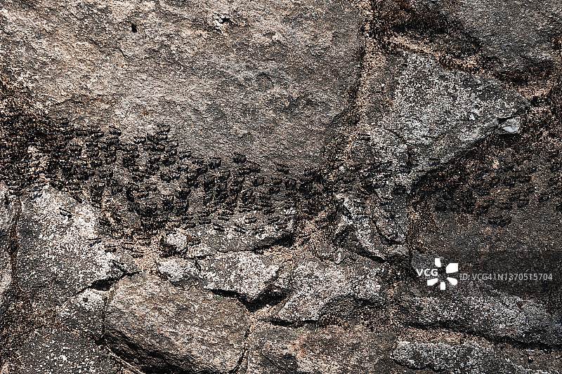 黑蚂蚁图片素材