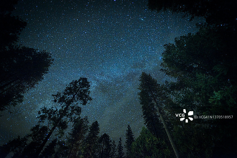 繁星点缀的树林夜空图片素材