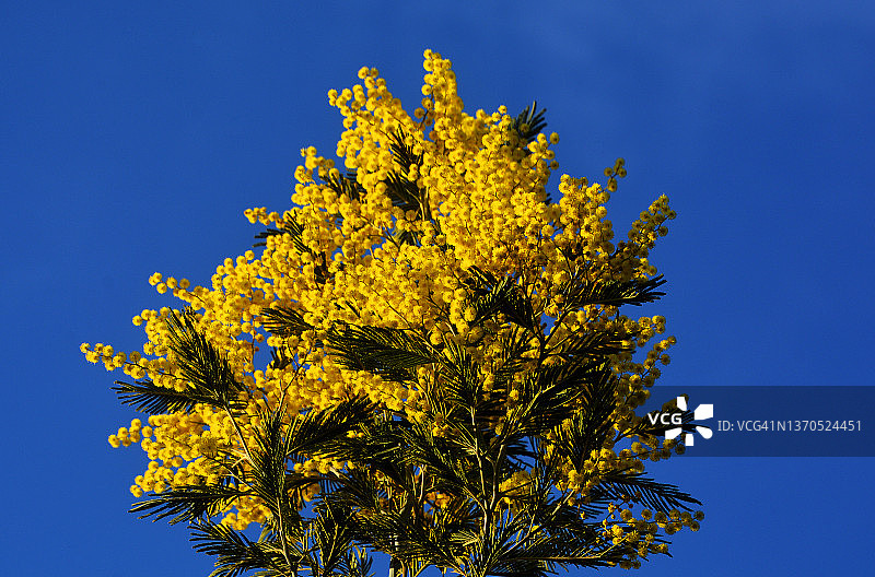 法国南部的含羞草图片素材