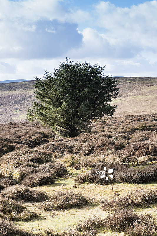 山坡上生长的单株云杉树和石楠花；图片摄于英国威尔士蒙茅斯郡的蒙茅斯郡路和奥法堤路，二月图片素材