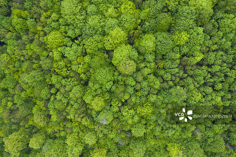 德国巴伐利亚施泰格瓦尔德春季绿意盎然的落叶林航拍景观图片素材