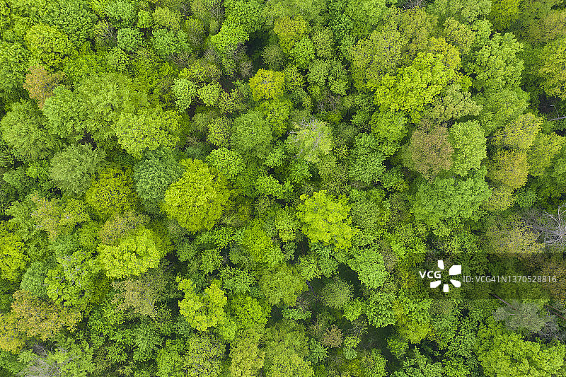 德国巴伐利亚施泰格瓦尔德春季绿意盎然的落叶林航拍景观图片素材