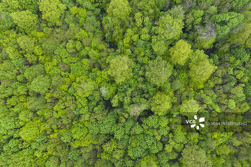 德国巴伐利亚施泰格瓦尔德春季绿意盎然的落叶林航拍景观图片素材