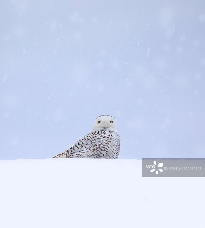 雪鸮与飘落的雪花图片素材