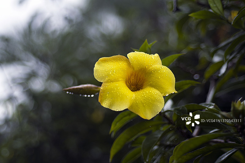 黄色黄蝉花图片素材