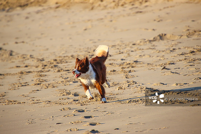 海滩上的边境牧羊犬图片素材
