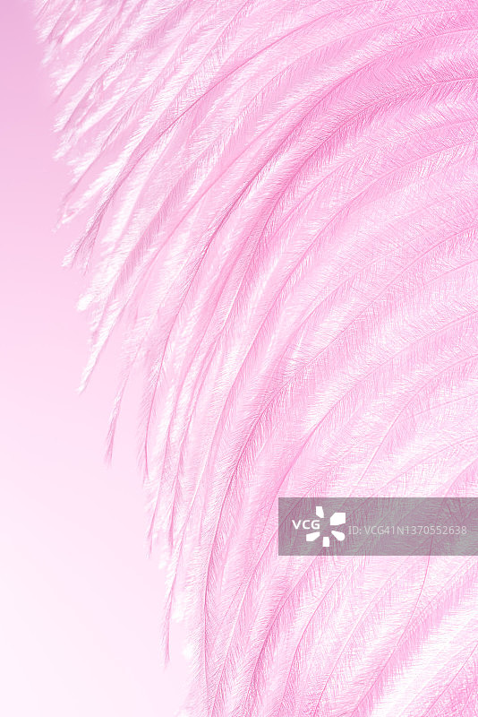飘逸的粉色蓬松羽毛图片素材