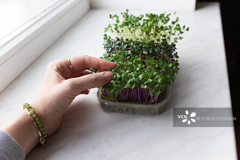 年轻女人的手在家里的窗台上触摸微型蔬菜图片素材