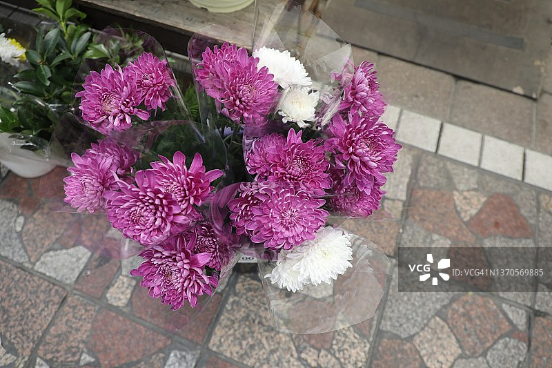 紫色菊花图片素材