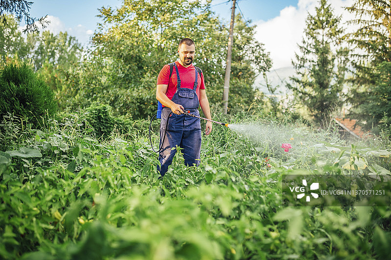 农民在花园里喷洒除草剂图片素材
