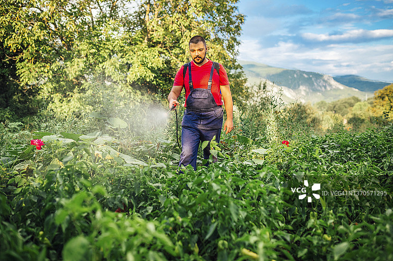 农民在花园里喷洒除草剂图片素材