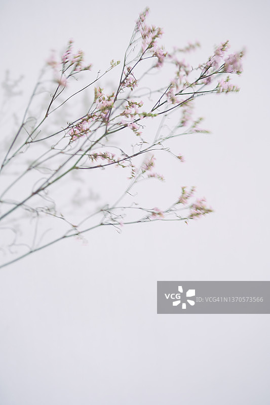 柔和色彩的精致花枝背景图片素材