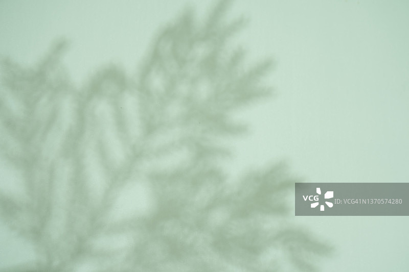 绿色云杉枝在墙上投下阴影的美丽背景图片素材