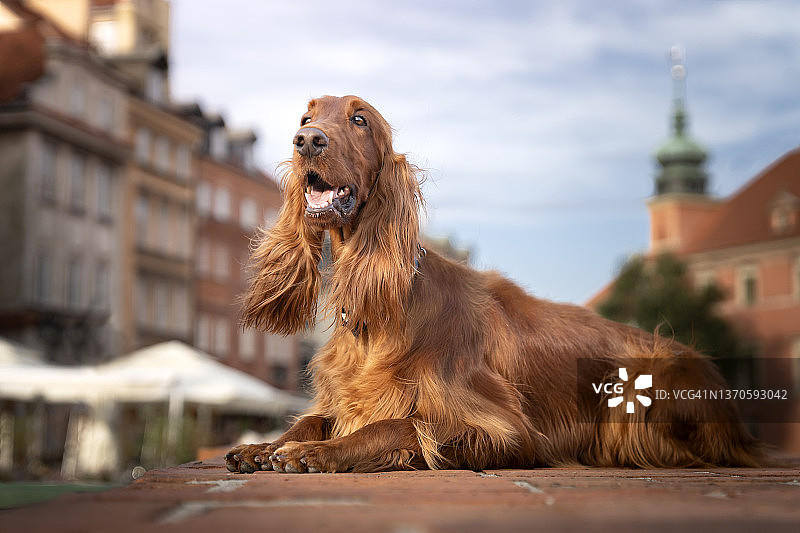 爱尔兰雪达犬图片素材
