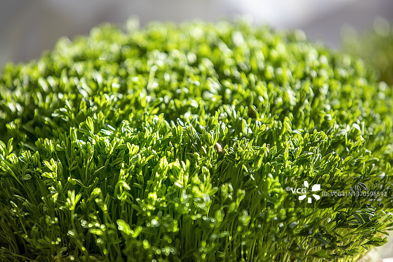 扁豆芽图片素材