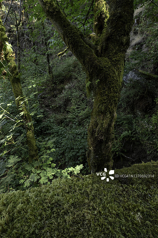 哥伦比亚河历史公路沿线的苔藓和植被图片素材