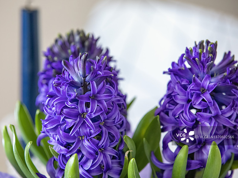 紫色风信子图片素材