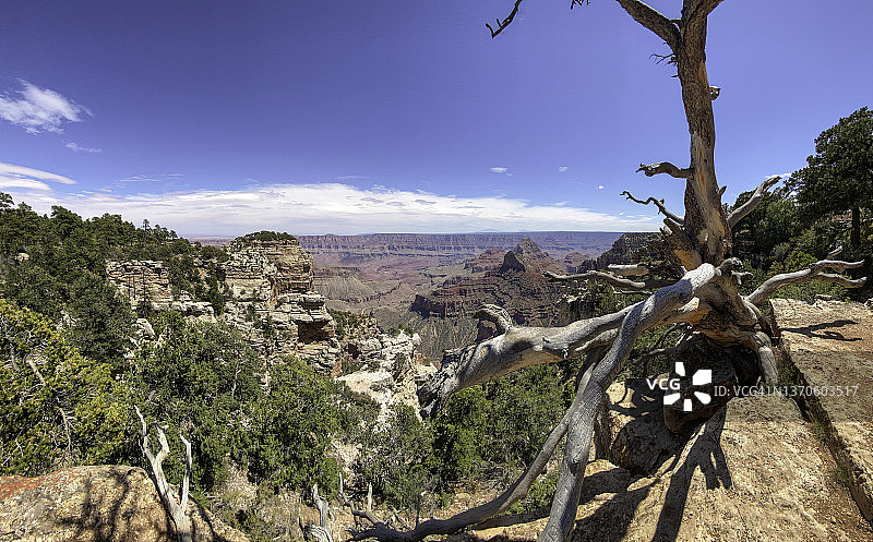大峡谷国家公园北缘的瓦尔哈拉观景台和古树图片素材