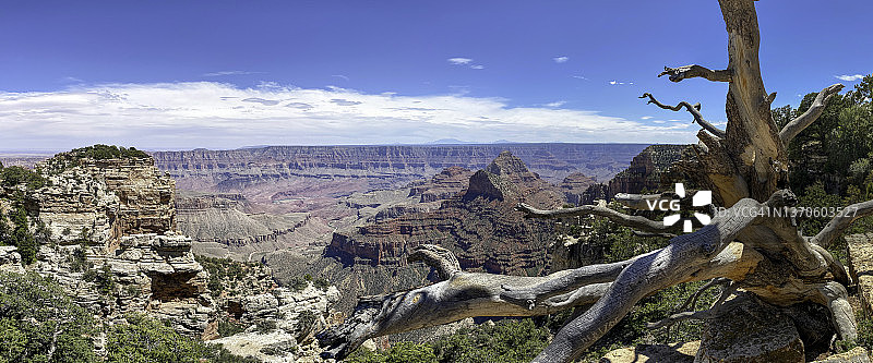 大峡谷国家公园北缘的瓦尔哈拉观景台和古树图片素材