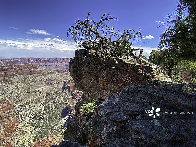 大峡谷国家公园北缘的枯树图片素材