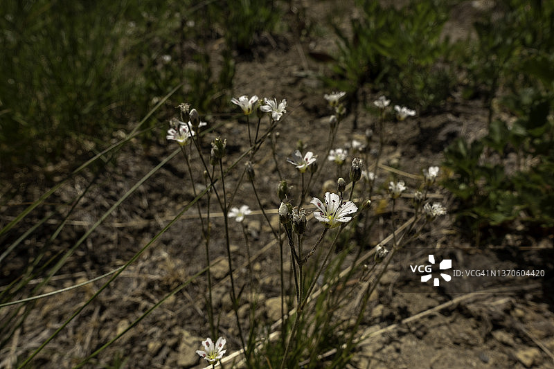 雷尼尔山国家公园的野花图片素材