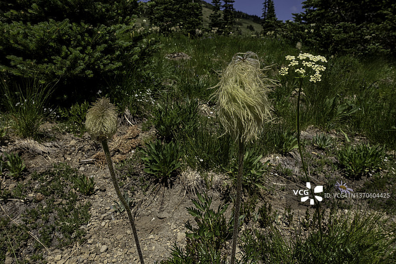 西方银莲花图片素材
