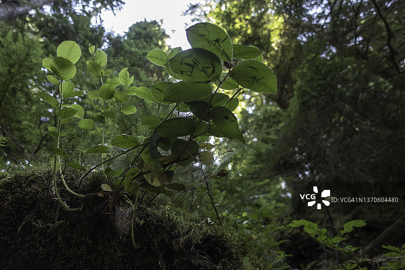 雷尼尔山国家公园的森林景观图片素材