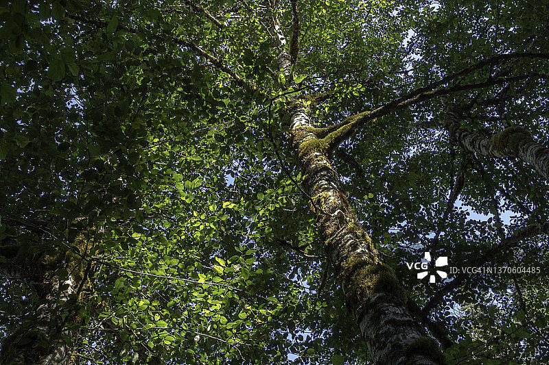 雷尼尔山国家公园的森林景观图片素材